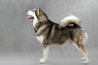 Alaskan Malamute Poses Wallpapers And Images   Wallpapers ...
