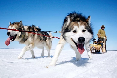 Alaskan Malamute Puppies