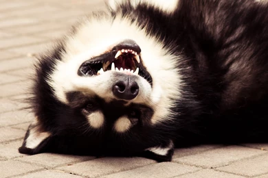 Alaskan Malamute Smiles Wallpapers And Images   Wallpapers ...