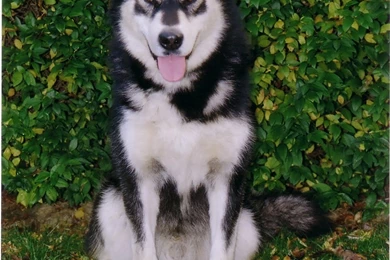 Trololo Blogg: Alaskan Malamute Wallpapers Hd