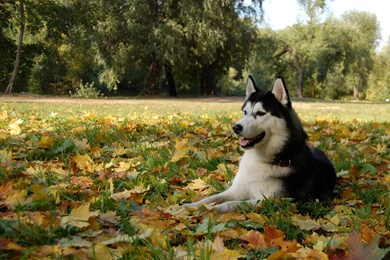 Alaskan Malamute On Autumn Leaves Wallpapers And Images ...