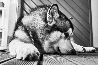 Lovely Alaskan Malamute Dog HD Wallpapers. 4K Wallpapers