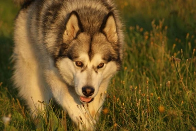 Malamute 1244001 Wallpapers   (