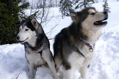 Alaskan Malamute Dog Photo