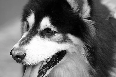 Top White Australian Shepherd Puppies Wallpapers