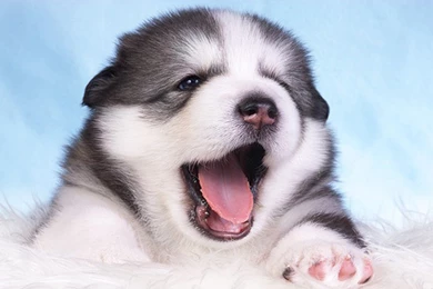 Alaskan Malamute Wallpapers Widescreen Hd : Wallpapers13.com