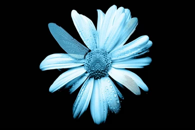 Tv Fringe Wallpapers [4]   (