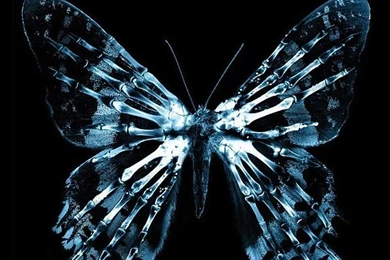 Top Free Fringe Butterfly Screensaver Wallpapers