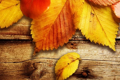 Free Autumn Wallpapers HD