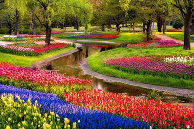 Beautiful Flowers Garden Colorful Tree Nature Image Wallpapers