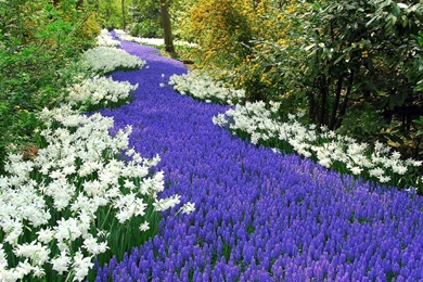 Beautiful Flower Garden Wallpapers