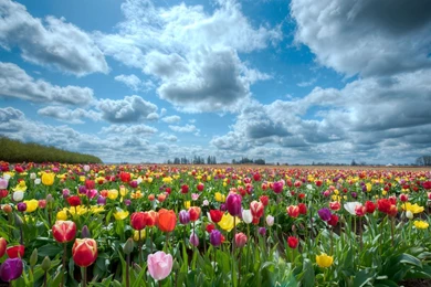 Tulips Beauty Nature Flower Beautiful Garden Wallpapers