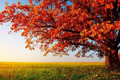 Nature Wallpapers HD For Desktop Free Download   Autumn Tree