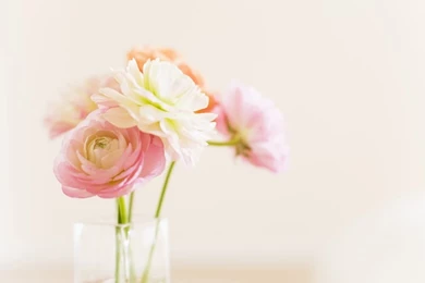 Flowers Spring Soft And Pretty – Nature Flowers HD Desktop Wallpapers