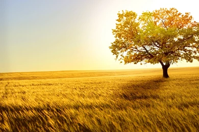 Wallpapers Nature Beauty