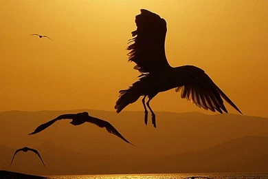 iPhone 6 Plus Wallpapers HD, 1080x1920 iPhone 6 Wallpapers