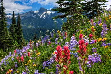 Wildflowers Wallpapers