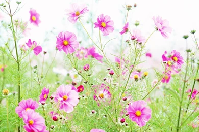 Wallpaper: Wildflowers Wallpapers