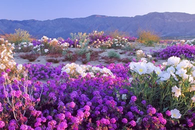 Desert wildflowers flower hd wallpaper 1920x1080 10791 Wallpapers ...