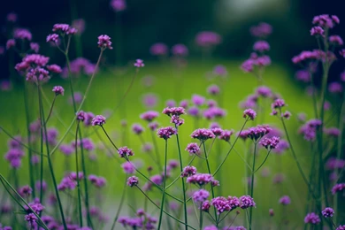 Violet Wild Flowers Wallpapers HD Download For Desktop