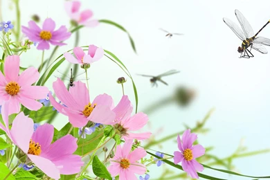 Wild Flower Sensation   (