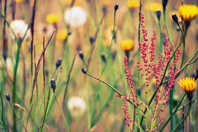Grass Depth Of Field Wildflowers Wallpapers
