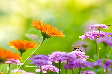 Seductive Wildflowers iPhone 6 Wallpapers, iPhone 6 Backgrounds ...