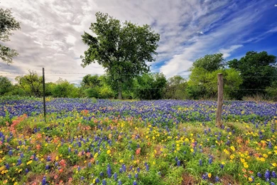Spring Wildflowers, Fence, Tree, 2880x1800 HD Wallpapers And FREE ...