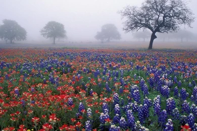 Gorgeous Wildflowers Wallpapers