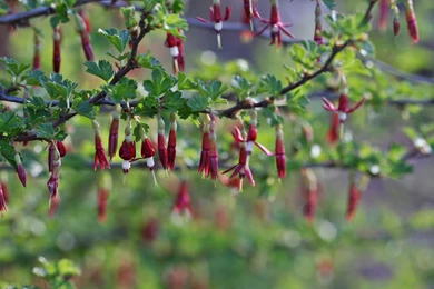 San Francisco Wildflowers Wallpaper_other_health Questions ...