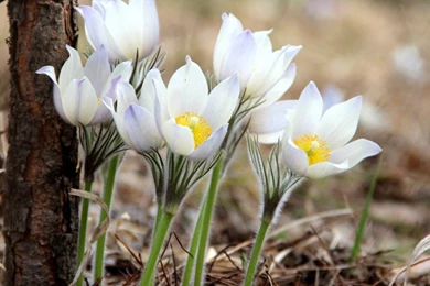 White Wild Flowers Wallpapers HD For Desktop High Quality
