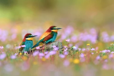 Birds Grass Wildflowers Bee Eaters 1920x1200 Wallpapers – Animals ...