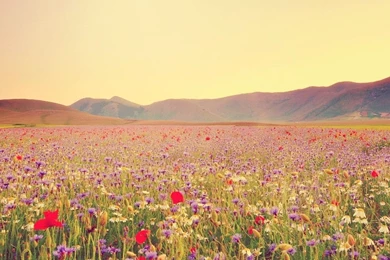 Wildflowers Wallpapers   Wallpapers Cave