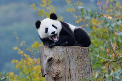 Cute Baby Panda Wallpapers Picture   Ndemok.com