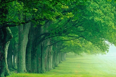 Nature Wallpapers Download Collection (43+)