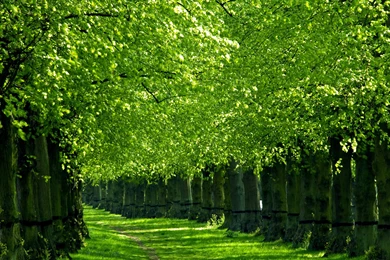 Download Latest Great Water Trees Green Nature HD Wallpapers