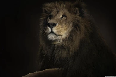 Lion King HD Desktop Wallpapers : Widescreen : High Definition ...