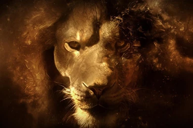 Lion King HD Live Free LWP Android Apps On Google Play