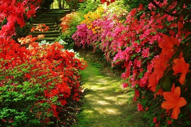 Garden Flowers Wallpapers   Crazy Frankenstein