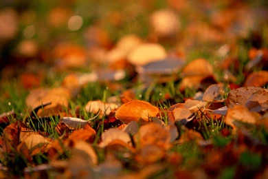HD Autumn Wallpapers For Desktop 1280x1024 Free Download