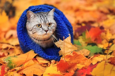 Cat Scarf Autumn Leaves Wallpapers