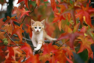 Autumn HD Wallpapers, Cat Backgrounds