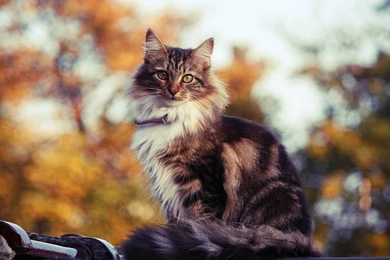 Siberian Cat Outdoors In Autumn Wallpapers And Images   Wallpapers ...