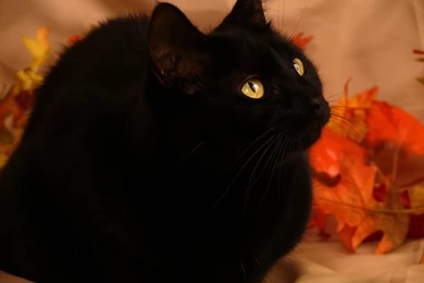 Autumn's Cat Wallpapers Free