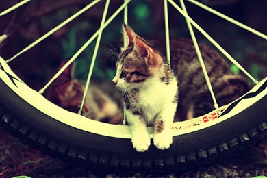 Cat Wallpapers 1920x1200 Wallpapers,other 1920x1200 Wallpapers ...