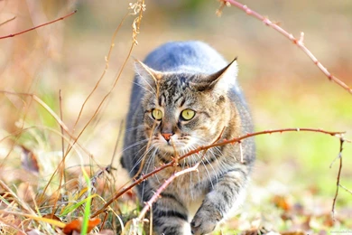 Download 1600x900 Autumn Cat Wallpapers