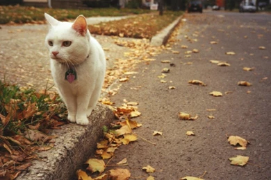 Cat Autumn Leaves Desktop Backgrounds Wallpaper, Size: 1920x1080 ...