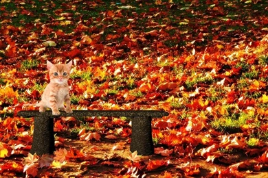 Autumn Cat Hd Wallpapers   HDWallpapersin.com