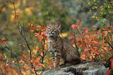 Cats Desktop Wallpapers