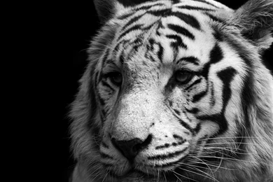 Adult Tiger Art Wallpaper, HD Wallpapers Downloads